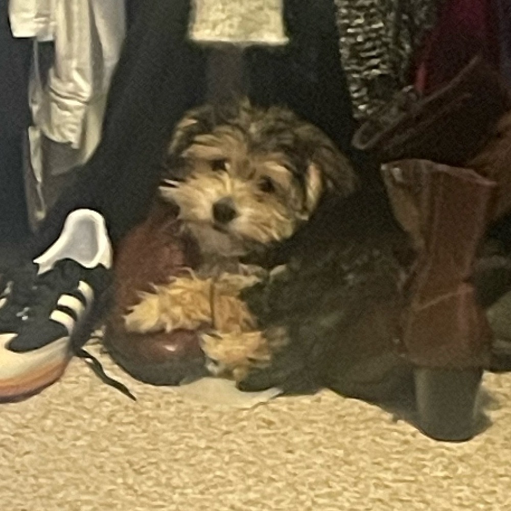 Meet your Posher, Krista